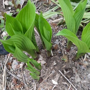 大葉ギボウシ　ホスタ　山野草　野草　ウルイ　20芽ほど