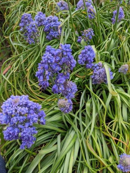 ムスカリ球根　八重咲　品種不明　（羽毛ムスカリ）ブルー１５球　花つぼみ確認　