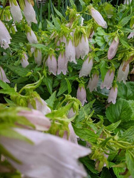 ホタルブクロ　10芽　山野草　切り花にも　