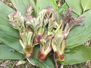 青森県産◆天ぷらに美味しい山菜の王様♪天然たらの芽◆①2回目予約◆直送◆