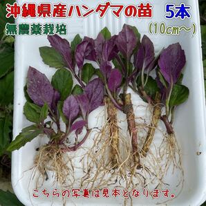 沖縄県産ハンダマ苗(水前寺菜・金時草・式部草)10cm〜／5本(無農薬栽培)