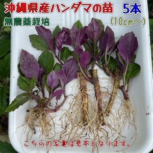 沖縄県産ハンダマ苗(水前寺菜・金時草・式部草)10cm〜／5本(無農薬栽培)