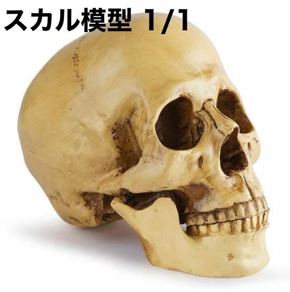 模型 頭蓋骨 1/1 人体模型 スカル 置物 ボーンカラー インテリア オブジェ