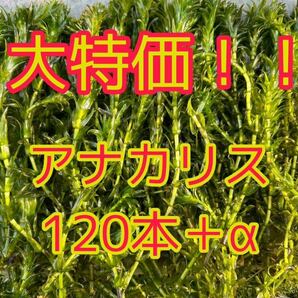 ポスト投函可 今だけの大特価 アナカリス（オオカナダモ）約20cm 120本＋α メダカ ザリガニ 水草の画像1