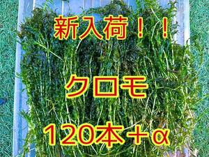 ★ポストにお届け クロモ 約20cm 120本＋α アクアリウム ビオトープ メダカ ザリガニ 餌 水草 熱帯魚 カメ