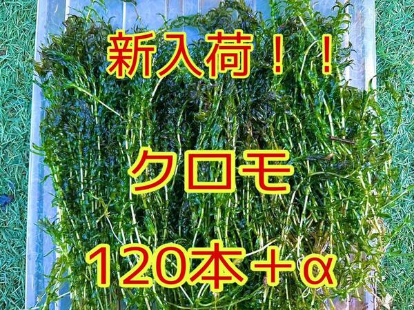 ★ポストにお届け クロモ 約20cm 120本＋α アクアリウム ビオトープ メダカ ザリガニ 餌 水草 熱帯魚 カメ