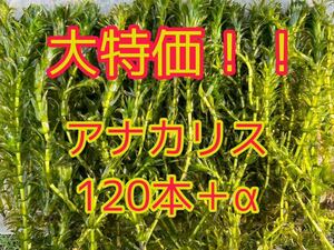 ポスト投函可 今だけの大特価 アナカリス（オオカナダモ）約20cm 120本＋α メダカ ザリガニ 水草