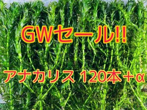 ★ゴールデンウィーク特別価格 アナカリス（オオカナダモ）約20cm 120本＋α メダカ ザリガニ 水草