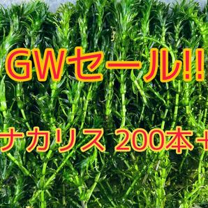 ★ゴールデンウィーク特別価格 アナカリス（オオカナダモ）約20cm 200本＋α メダカ ザリガニ 水草 アクアリウム 餌 ビオトープ