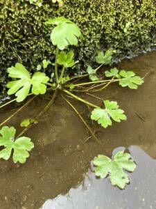 ★ 激安!! タガラシ 3株 水辺植物 ビオトープ メダカ 金魚 水草