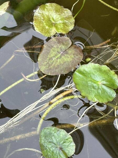 ★ビオトープに最適!! アサザ 4株 水生植物 ビオトープ メダカ 金魚 産卵床 水草 アクアリウム