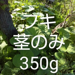 ふき　茎のみ　約350g 新鮮 農薬不使用