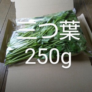 三つ葉 約250g 新鮮 天然物　農薬不使用