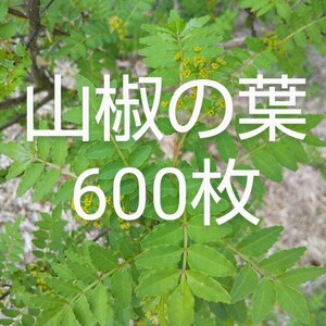  zanthoxylum fruit. leaf 600 sheets fresh pesticide un- use natural thing 