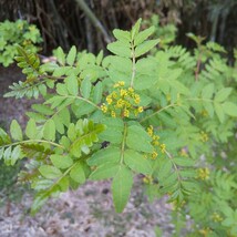 山椒の葉 600枚 新鮮 農薬不使用　天然物_画像5