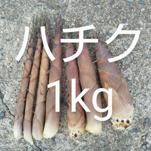 ハチク 梱包資材込み約1kg 新鮮 農薬不使用の画像1