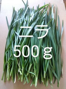 1番ニラ 約500g 新鮮　農薬不使用　天然物