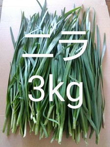 1番ニラ　3kg 新鮮 農薬不使用 天然物