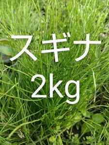 スギナ　約2kg　新鮮　農薬不使用