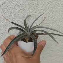 ディッキア　ハイブリッド 　抜き苗発送　第四種郵便のみ Dyckia ブロメリア_画像3