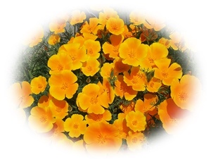 ハナビシソウ　花菱草　カリフォルニアポピー　60粒　花が大好き　5年自家採取　種　