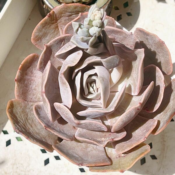 多肉植物 エケベリア 特大苗　雙子座 Echeveria 'Pollux' 抜き苗