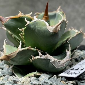 Agave titanota Dennis 051 アガベ チタノタ 発根活着済み の画像1