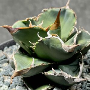 Agave titanota Dennis 051 アガベ チタノタ 発根活着済み の画像4