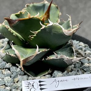 Agave titanota Dennis 051 アガベ チタノタ 発根活着済み の画像6