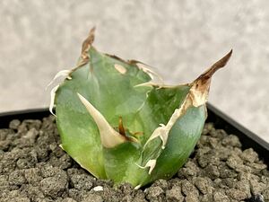 Agave Titanota Seeding アガベ チタノタ 実生 ② 鉢ごと発送