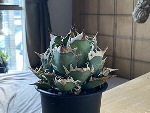 Agave titanota~Red Catweezle | агава chitanota красный кошка we zru| красный кошка |goli кошка 