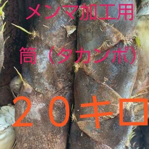 熊本県より　メンマ加工用　タカンポ　筒たけのこ　大量　２０キロ