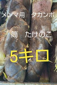 熊本県より　メンマ加工用　タカンポ　筒たけのこ　5キロ