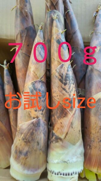 熊本県産　こさん　たけのこ　お試し　約７００ｇ 