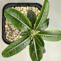 実生 タッキー パキポディウム Pachypodium ‘Tackyi’ コーデックス 塊根植物 親株縮葉 多肉植物 グラキリス_画像6