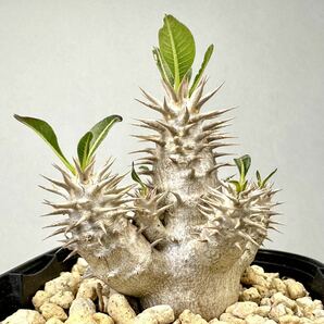 実生 ブレビカリックス Pachypodium densiflorum var. brevicalyx パキポディウム デンシフローラム 塊根植物 グラキリスの画像4