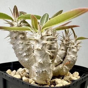 実生 グラキリス Pachypodium rosulatum var. gracilius パキポディウム コーデックス 塊根植物 多肉植物 多頭の画像4