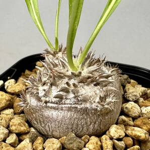 実生 恵比寿大黒 Pachypodium densicaule パキポディウム デンシカウレ 塊根植物 グラキリス 恵比寿笑いの画像1