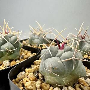 サボテン 武者影 テロカクタス Thelocactus 実生 4鉢セット 多肉植物