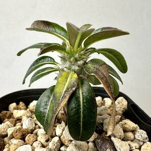 実生 タッキー パキポディウム Pachypodium ‘Tackyi’ コーデックス 塊根植物 親株縮葉 多肉植物 グラキリスの画像3