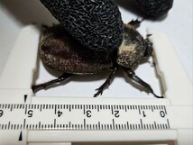 国産カブトムシ　幼虫　１０ペア　計２０頭　茨城県産_画像3