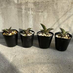 アガベ オテロイ 4株セット実生 1/多肉植物 観葉植物 チタノタ の画像1