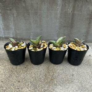 アガベ オテロイ 4株セット 実生 5/多肉植物 観葉植物 チタノタ の画像1