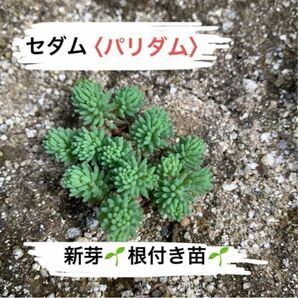 セダム【パリダム・新芽・根付き苗】鉢植え　寄せ植え　グランドカバー　緑化　芝生　ローメンテ　グリーンカーペット　雑草対策　