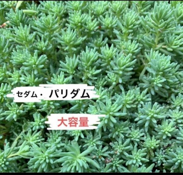 セダム【パリダム・大容量 】抜き苗　切り苗　グランドカバー　雑草・乾燥対策　緑化　芝生　ローメンテ　グリーンカーペット　多肉