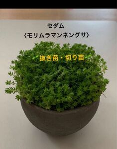 セダム【モリムラマンネングサ・抜き苗・切り苗】グランドカバー　雑草・乾燥対策　緑化　芝生　ローメンテ　グリーンカーペット　多肉