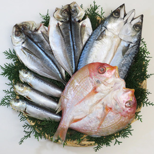  Kyushu salted and dried overnight 4 kind set (... sea bream * genuine mackerel * genuine scad * genuine picton herring )