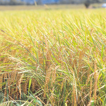 新潟県産 特別栽培米こしひかり 2.5kg_画像3