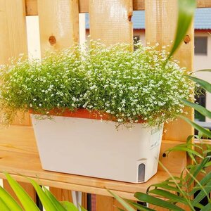 プランター 底面給水鉢 横長27cm 植木鉢 プラスチック 給水ヒモ付き 花鉢 多肉植物　ハーブ鉢 観葉植物鉢