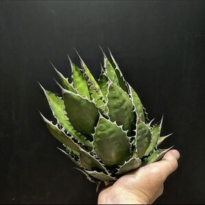 hp 25 agave Hori daosp rearing stock w approximately 15cm